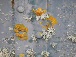 Xanthoria parietina with Evernia Prunastri 