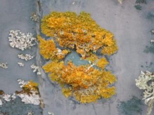 Xanthoria parietina