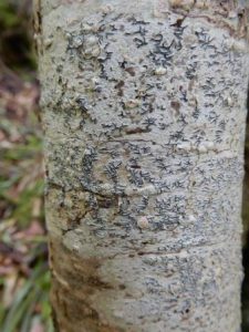 Graphis scripta