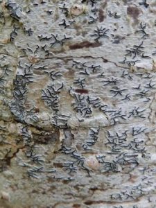 Graphis scripta