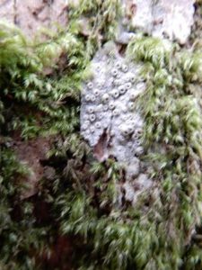 Thelotrema lepadinum
