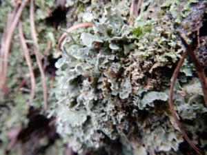 Cladonia polydactyla