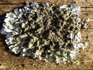 Parmelia sulcata