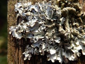 Parmelia sulcata