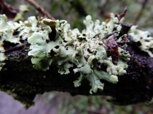  Hypogymnia physode or tubulosa