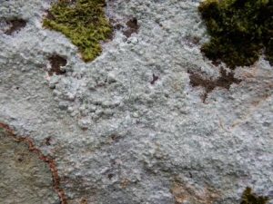 Phlyctis argena on large boulder face