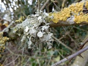 Ramalina fastigiata