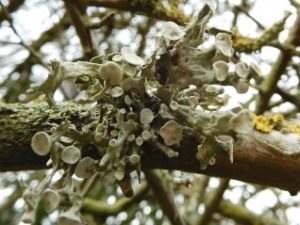 Ramalina fastigiata