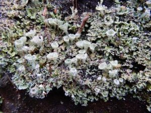 Cladonia pyxidata