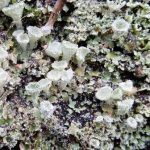 Cladonia pyxidata