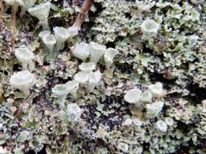 Cladonia pyxidata