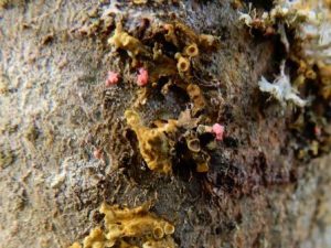  Illosporiopsis christiansenii 