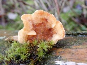 Stereum ochraceoflavum