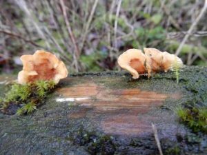 Stereum ochraceoflavum