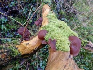 Jews Ear Fungus
