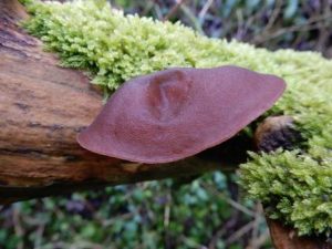 Jews Ear Fungus