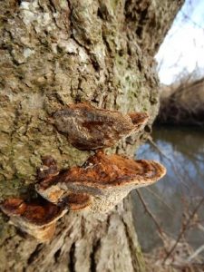 Alder Bracket Fungus