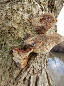 Alder Bracket Fungus