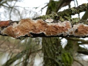  Stereum gausapatum