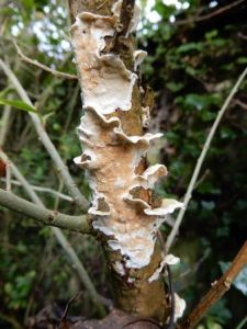 Stereum gausapatum