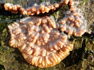 Wrinkled Crust Fungus