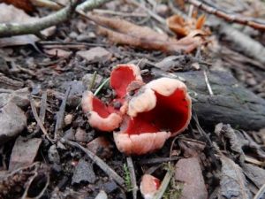 Scarlet Elfcap