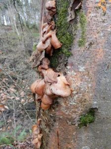 Olive brown Panellus
