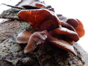 Olive brown Panellus
