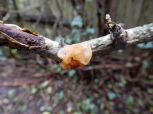 Yellow Brain Fungus
