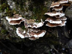 Many-zoned Polypore