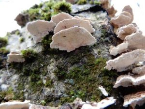 Many-zoned Polypore