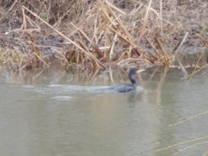 Poor photo of Cormorant