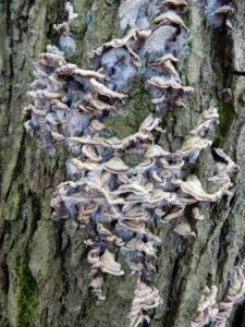 Many-zoned Polypore