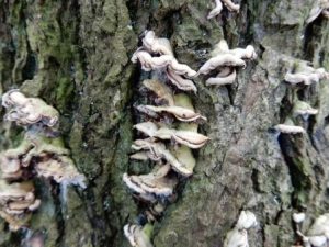 Many-zoned Polypore