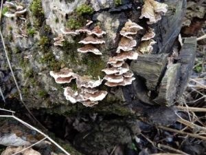 Many-zoned Polypore