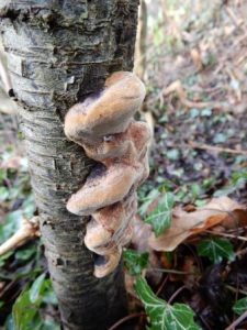 Phellinus pomaceus