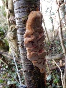 Phellinus pomaceus