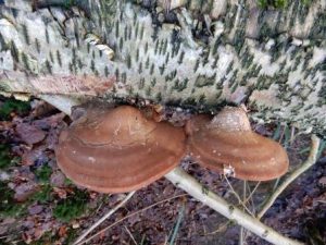  Birch Polypore