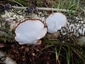  Birch Polypore