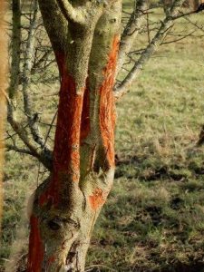 Deer antler rubbing