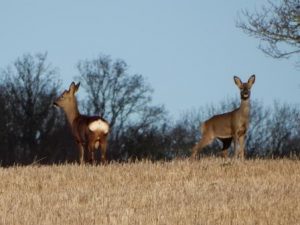 Roe Deer