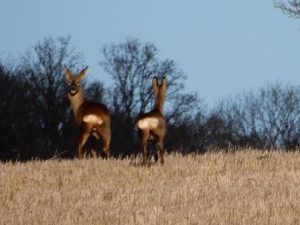 Roe Deer