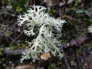  Evernia Prunastri