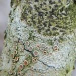 Arthonia radiata with Lecanora chlarotera below 