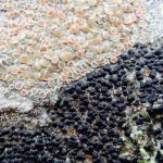 Lecanora chlarotera & Lecidella elaeochroma