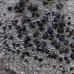 Lecidella elaeochroma