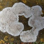 Aspicilia calcarea