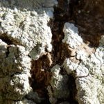 Diploicia canescens on Tree Bark
