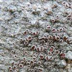 Lecanora campestris
(Different location) 