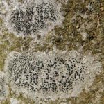 Lecidella elaeochroma (Different location)